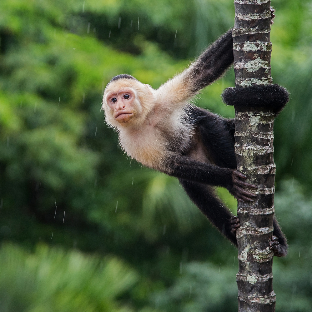 Costa Rica White Faced Capuchin Lookout